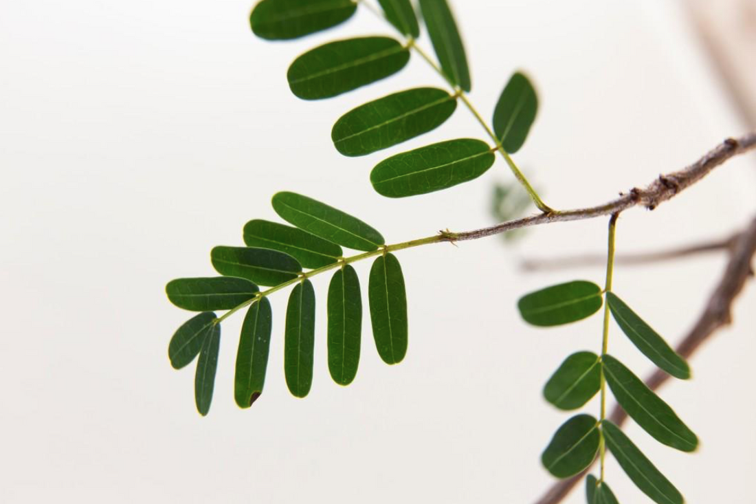 Qu'est ce que la feuille de séné et peut-elle faire maigrir ?